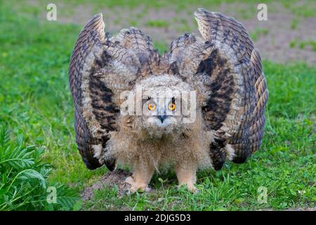 Display di minaccia dal Gufo reale / i giovani europei il gufo reale (Bubo bubo) owlet che mostra la testa abbassata e le ali distese e con la punta rivolta verso il basso Foto Stock