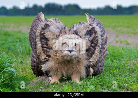 Display di minaccia dal Gufo reale / i giovani europei il gufo reale (Bubo bubo) owlet che mostra la testa abbassata e le ali distese e con la punta rivolta verso il basso Foto Stock