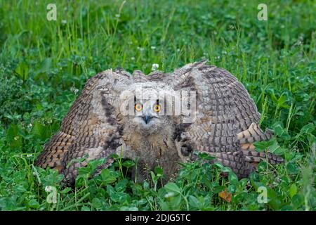 Display di minaccia dal Gufo reale / i giovani europei il gufo reale (Bubo bubo) owlet che mostra la testa abbassata e le ali distese e con la punta rivolta verso il basso Foto Stock