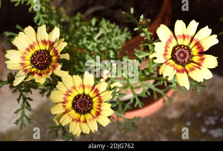 Crisantemi gialli e viola in vaso da giardino. Foto Stock