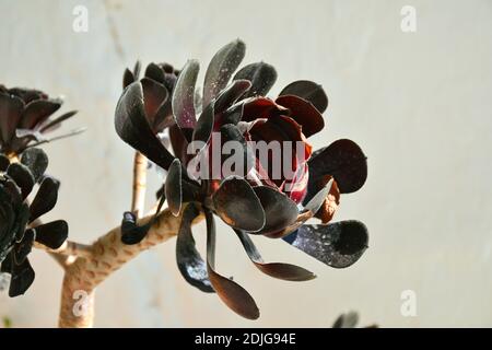 Pianta tropicale Aeonium arboreum in vaso. El Toboso. Foto Stock