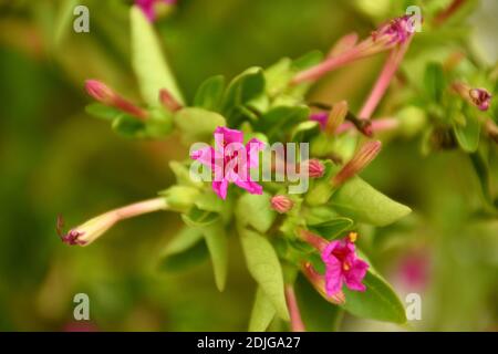 Fiori rosa di Mirabilis jalapa pianta. El Toboso. Foto Stock