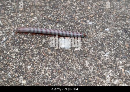 Milipede che cammina su un pavimento di cemento. Messa a fuoco sensibile. Foto Stock