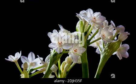 Gruppo di fiori Narcissus freschi su sfondo nero scuro Foto Stock