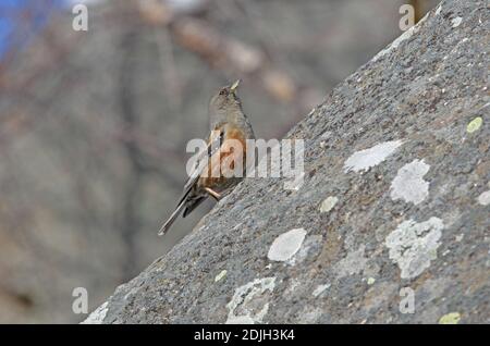 Il coro alpino (Prunella collaris) adulto arroccato sulla roccia Georgia Maggio Foto Stock