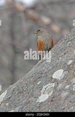 Il coro alpino (Prunella collaris) adulto arroccato sulla roccia Georgia Maggio Foto Stock