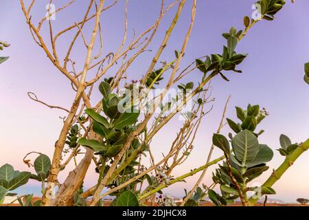 Pianta del fiore della corona viola (Calotropis procera), rami asciutti e foglie con cielo viola sullo sfondo, vista ravvicinata. Foto Stock