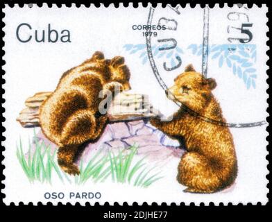 San Pietroburgo, Russia - 05 dicembre 2020: Francobollo stampato a Cuba con l'immagine dell'orso bruno, Ursus arctos, circa 1979 Foto Stock
