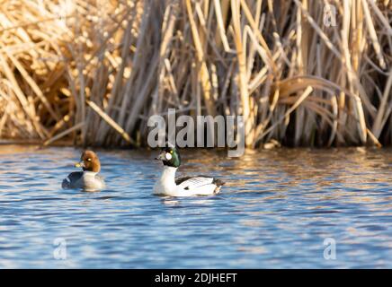 Un paio maschio e femmina di anatre goldeneye comuni, Bucephala clangula, in stagno paludoso nel centro di Alberta, Canada. Foto Stock