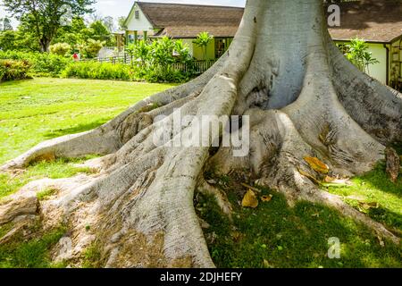 Maui, Hawaii, Upcountry, MauiWine (precedentemente noto come Tedeshi Winery), Ornamental Fig Tree con radici enormi Foto Stock