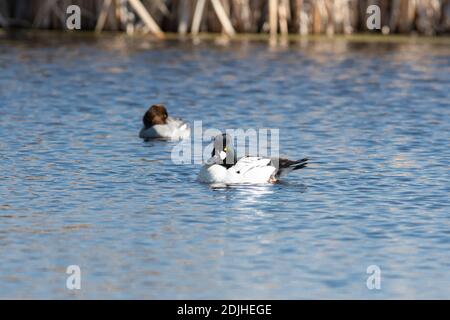 Un paio maschio e femmina di anatre goldeneye comuni, Bucephala clangula, in stagno paludoso nel centro di Alberta, Canada. Foto Stock