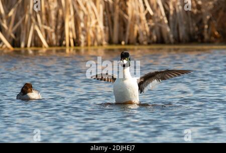 Un paio maschio e femmina di anatre goldeneye comuni, Bucephala clangula, in stagno paludoso nel centro di Alberta, Canada. Il maschio è l'ala che flapping alle ali asciutte. Foto Stock