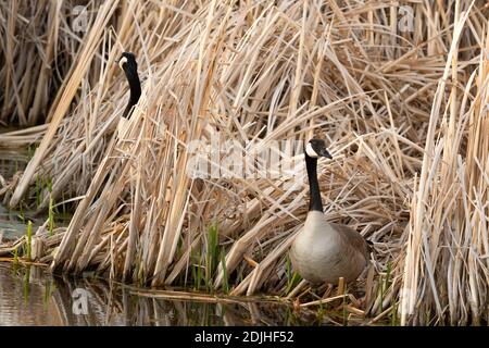 Un paio di oche canadesi, Branta canadensis, in piedi in canne sulla riva di uno stagno paludoso nel centro di Alberta, Canada. Foto Stock