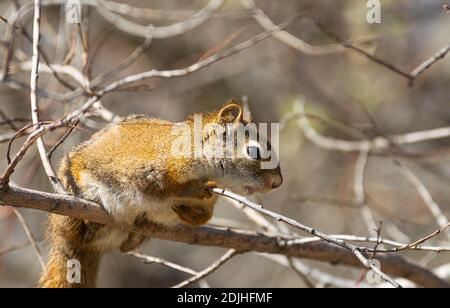 Uno scoiattolo rosso americano, Tamiasciurus hudsonicus, seduto su un ramo in qualche pennello nel Lois Hole Provincial Park, nel centro di Alberta, Canada. Foto Stock