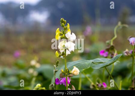 Fiore bianco di fagioli comuni con foglie e germogli all'interno l'azienda agricola Foto Stock