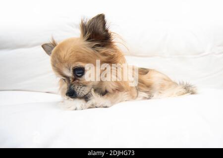 Carino piccolo Chihuahua Foto Stock