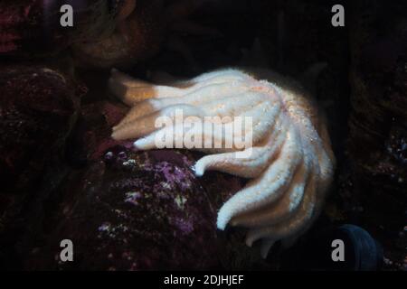 Pycnopodia helianthoides - stella del mare di girasole. Foto Stock