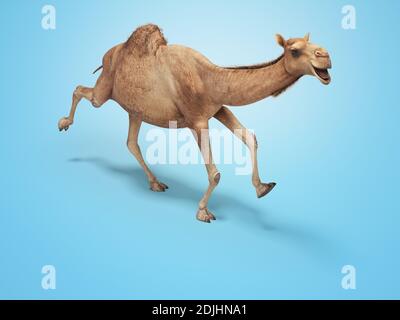 Camel esegue il rendering 3d su sfondo blu con ombra Foto Stock