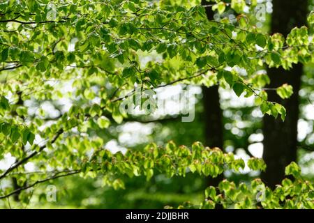 Foresta primaverile vicino a Kastel-Stadt, Renania-Palatinato, Germania Foto Stock