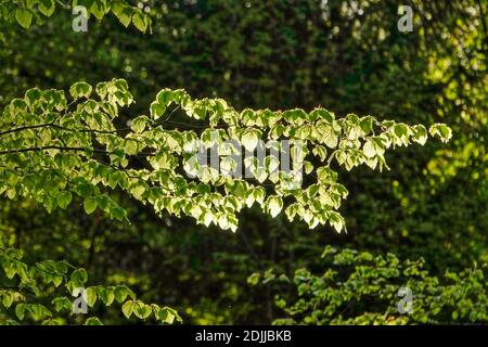 Foresta primaverile vicino a Kastel-Stadt, Renania-Palatinato, Germania Foto Stock