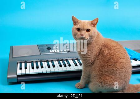 Ritratto di un gatto rosso britannico seduto di fronte ad un sintetizzatore elettronico grigio, Studio shot, isolato su uno sfondo morbido Foto Stock