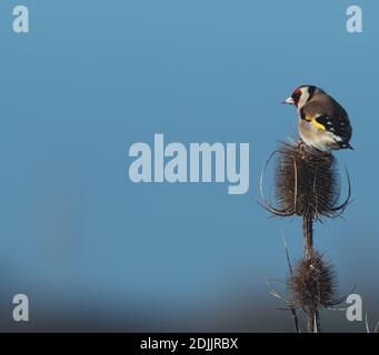 Un Goldifnch singolo appollaiato sulla teasel Foto Stock