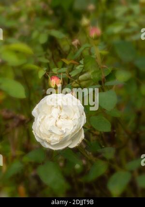 Rosa ‘la fioritura della Cattedrale di Winchester, ritratto naturale di piante e fiori Foto Stock