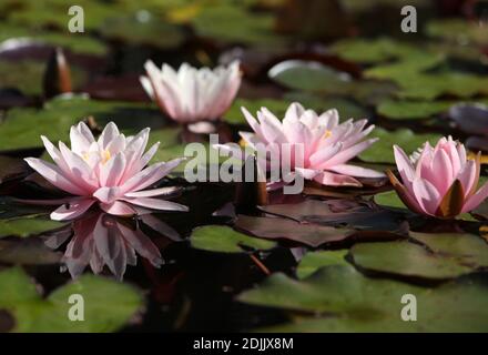 ninfee in fiore Foto Stock