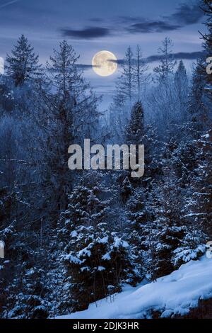 foresta in una notte nebbiosa. alberi in brina. bel paesaggio invernale in tempo nebbia in piena luce luna Foto Stock