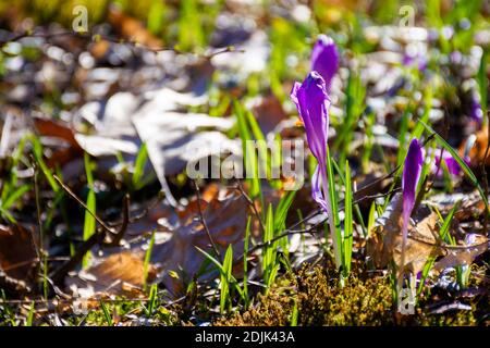 fiori di crocus viola in primavera. splendido paesaggio naturale in una giornata di sole Foto Stock