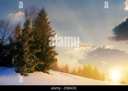 nebbia in una soleggiata serata invernale. abeti tra la nebbia incandescente. bellissimo scenario in montagna al tramonto. colline coperte di neve. freddo gelido weath Foto Stock