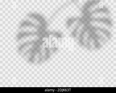 Effetto di sovrapposizione delle ombre. Ombre di foglie tropicali. Ombra morbida vettoriale Illustrazione Vettoriale