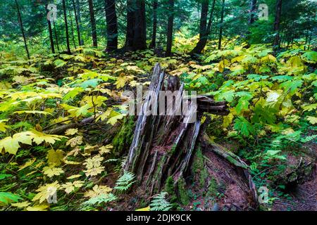 Retallack Old Growth Cedars Trailhead è un breve e tortuoso ciclo attraverso un antico boschetto di cedri a crescita panoramica! Alcuni degli alberi sono centinaia di anni un Foto Stock