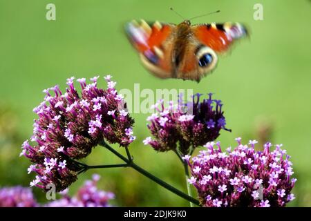 Farfalla di pavone che vola sopra il fiore di verbena, le ali in movimento sfocano, insetto farfalla Verbena bonariensis che vola Aglais io Butterfly Inachis io Foto Stock