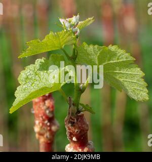 Viticoltura, vitigni giovani, allevamento di frutta Puder, Laumersheim, Palatinato, Germania Foto Stock