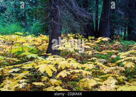 Retallack Old Growth Cedars Trailhead è un breve e tortuoso ciclo attraverso un antico boschetto di cedri a crescita panoramica! Alcuni degli alberi sono centinaia di anni un Foto Stock