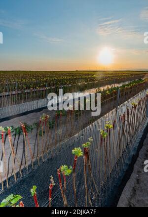 Viticoltura, vitigni giovani, allevamento di frutta Puder, Laumersheim, Palatinato, Germania Foto Stock