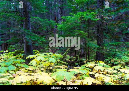 Retallack Old Growth Cedars Trailhead è un breve e tortuoso ciclo attraverso un antico boschetto di cedri a crescita panoramica! Alcuni degli alberi sono centinaia di anni un Foto Stock