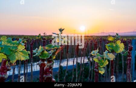 Viticoltura, vitigni giovani, allevamento di frutta Puder, Laumersheim, Palatinato, Germania Foto Stock