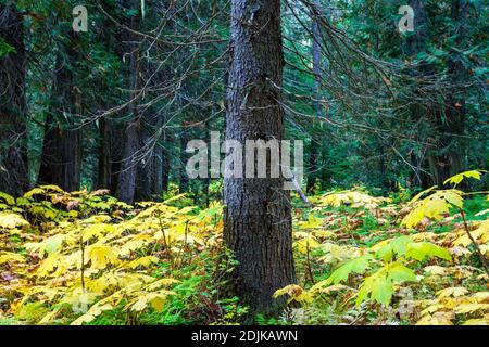 Retallack Old Growth Cedars Trailhead è un breve e tortuoso ciclo attraverso un antico boschetto di cedri a crescita panoramica! Alcuni degli alberi sono centinaia di anni un Foto Stock