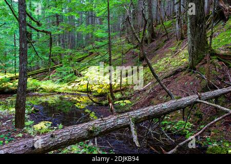 Retallack Old Growth Cedars Trailhead è un breve e tortuoso ciclo attraverso un antico boschetto di cedri a crescita panoramica! Alcuni degli alberi sono centinaia di anni un Foto Stock