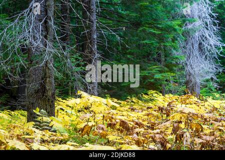 Retallack Old Growth Cedars Trailhead è un breve e tortuoso ciclo attraverso un antico boschetto di cedri a crescita panoramica! Alcuni degli alberi sono centinaia di anni un Foto Stock