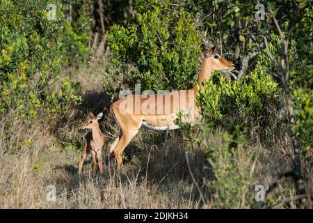 Africa, Kenya, Plateau di Laikipia, Distretto di frontiera settentrionale, Conservatorio di OL Pejeta. Madre Impala con neonato. (SELVAGGIO: Aepyceros melampus) Foto Stock