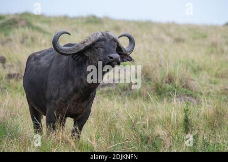 Africa, Kenya, Serengeti Settentrionali, Maasai Mara. Lone maschio bufalo africano aka bufalo di Capo (SELVATICO: Caffer di Syncerus) Foto Stock