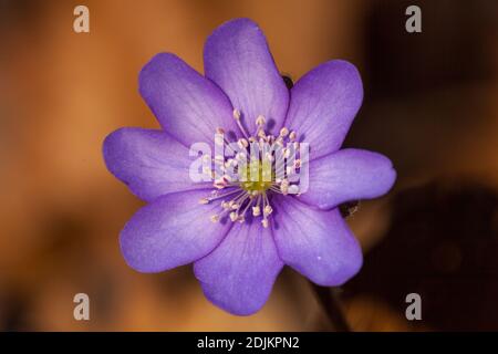 Hepatica, Hepatica nobilis, fiore Foto Stock