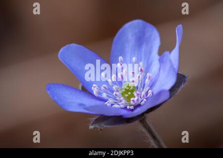 Hepatica, Hepatica nobilis, fiore Foto Stock