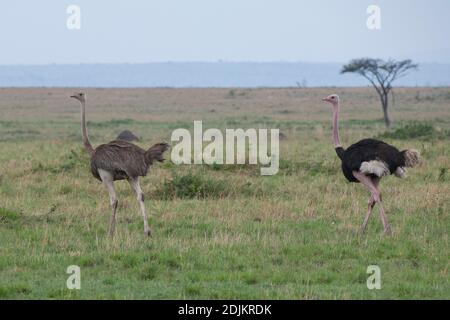 Africa, Tanzania, Serengeti Plains. Coppia di struzzo comune (SELVATICO: Struthio camelus) Foto Stock