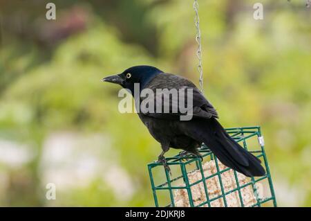 Vadnais Heights, Minnesota. Maschio Grackle comune, Quiscalus quiscula mangiare da un alimentatore di sueti per gli uccelli. Foto Stock