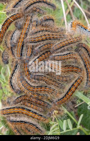 Caterpillars giovane della falena gitana nel nido (Lymantria dispar) Foto Stock