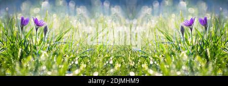 Banner floreale di primavera non focalizzato con gocce di neve che fioriscono nel erba Foto Stock